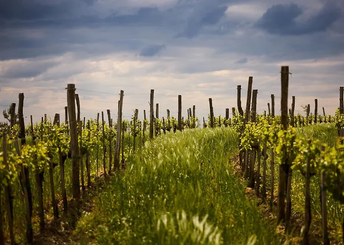 Fine Lägenhet Vipava